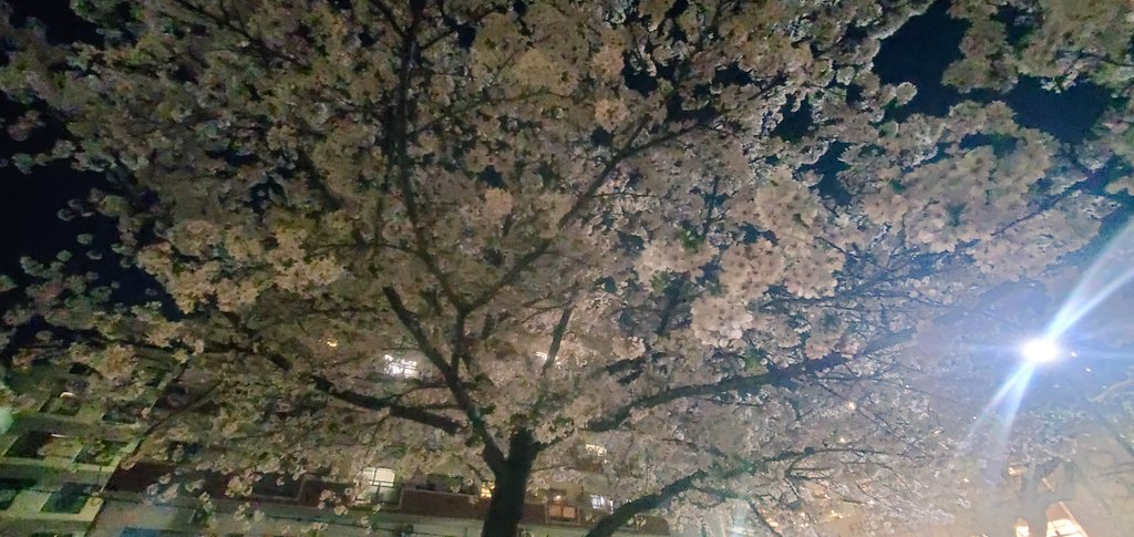 中竹麻衣 tweet media