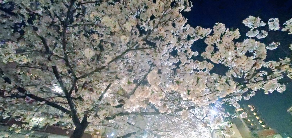 中竹麻衣 tweet media