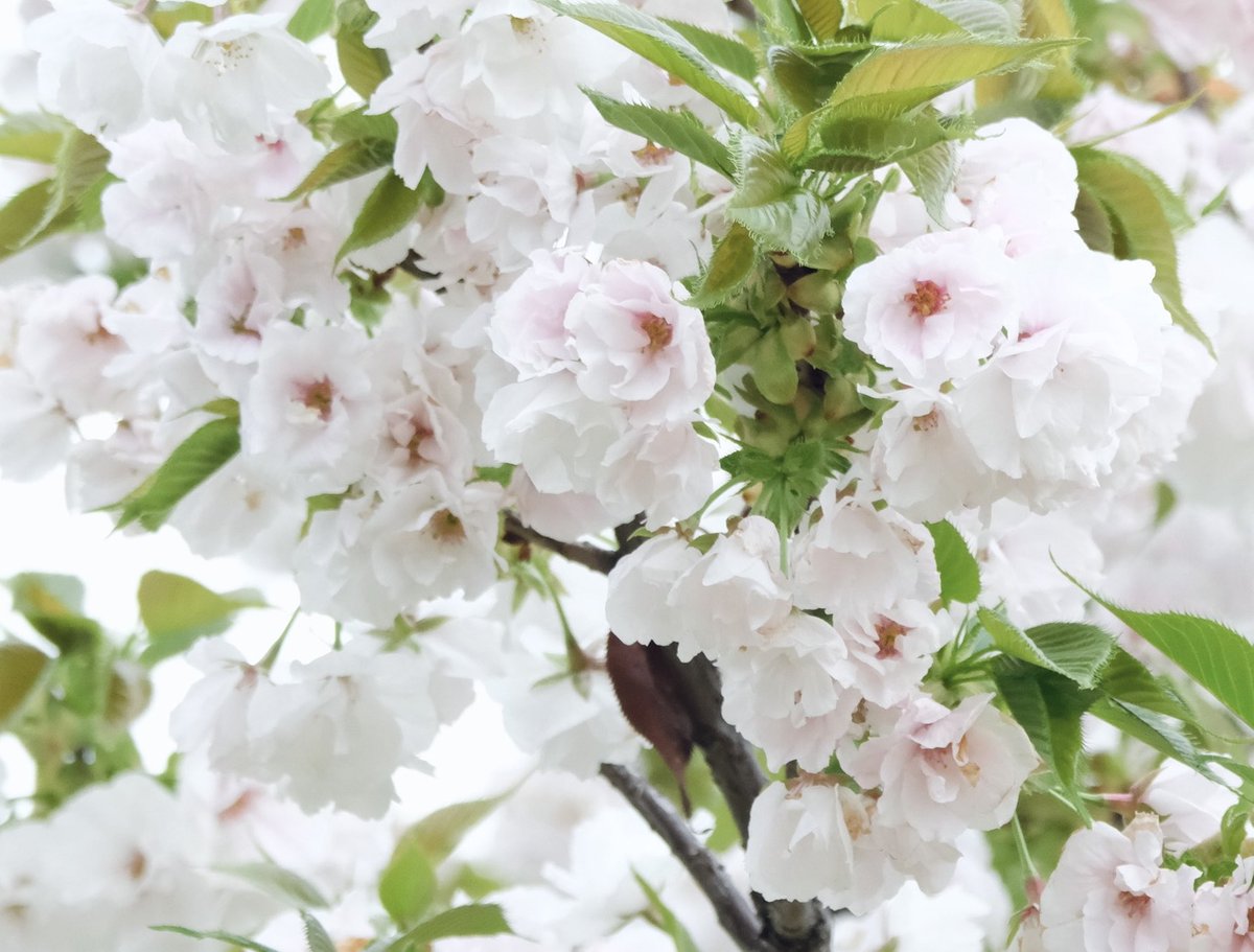 春希 📷 花 tweet media