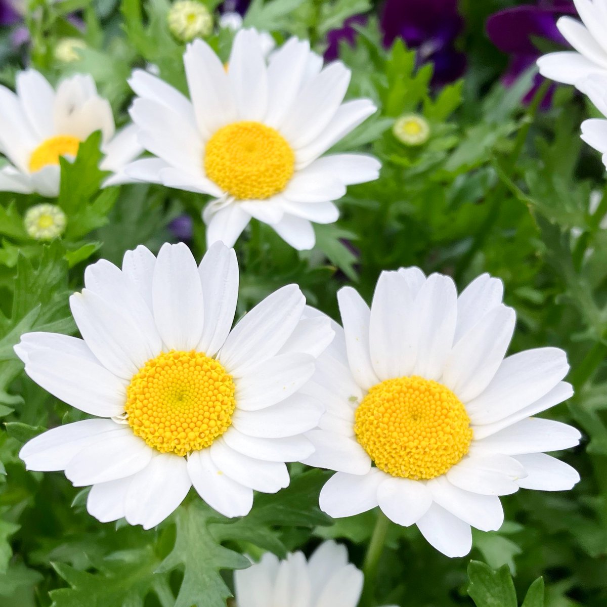 ぴーさん☆ tweet media