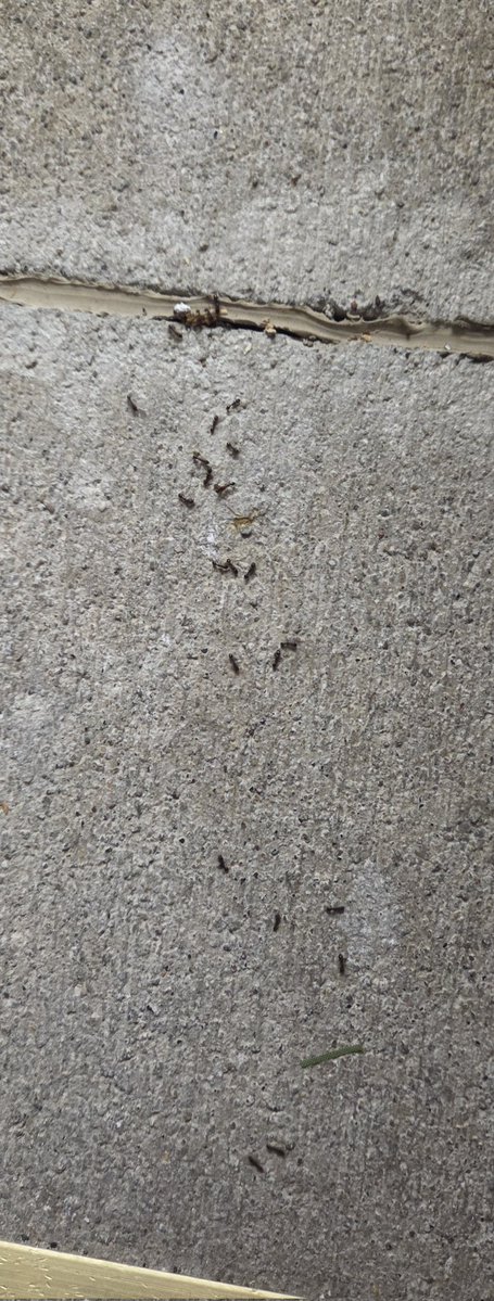 ☆𝔢𝔩𝔩𝔦𝔬𝔱☆ tweet media