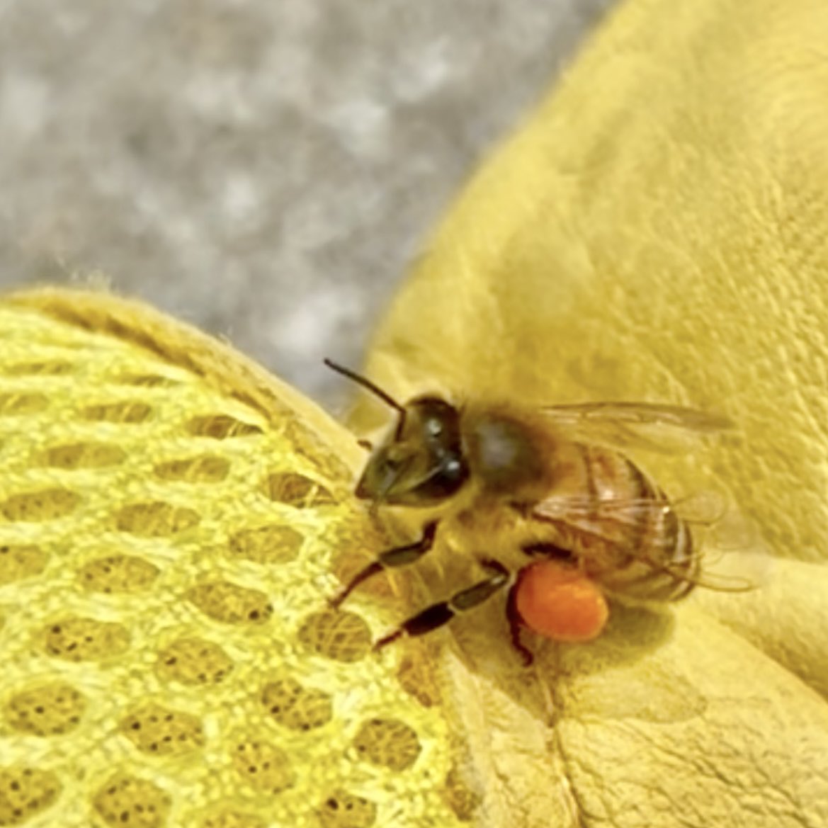 神戸養蜂場 tweet media