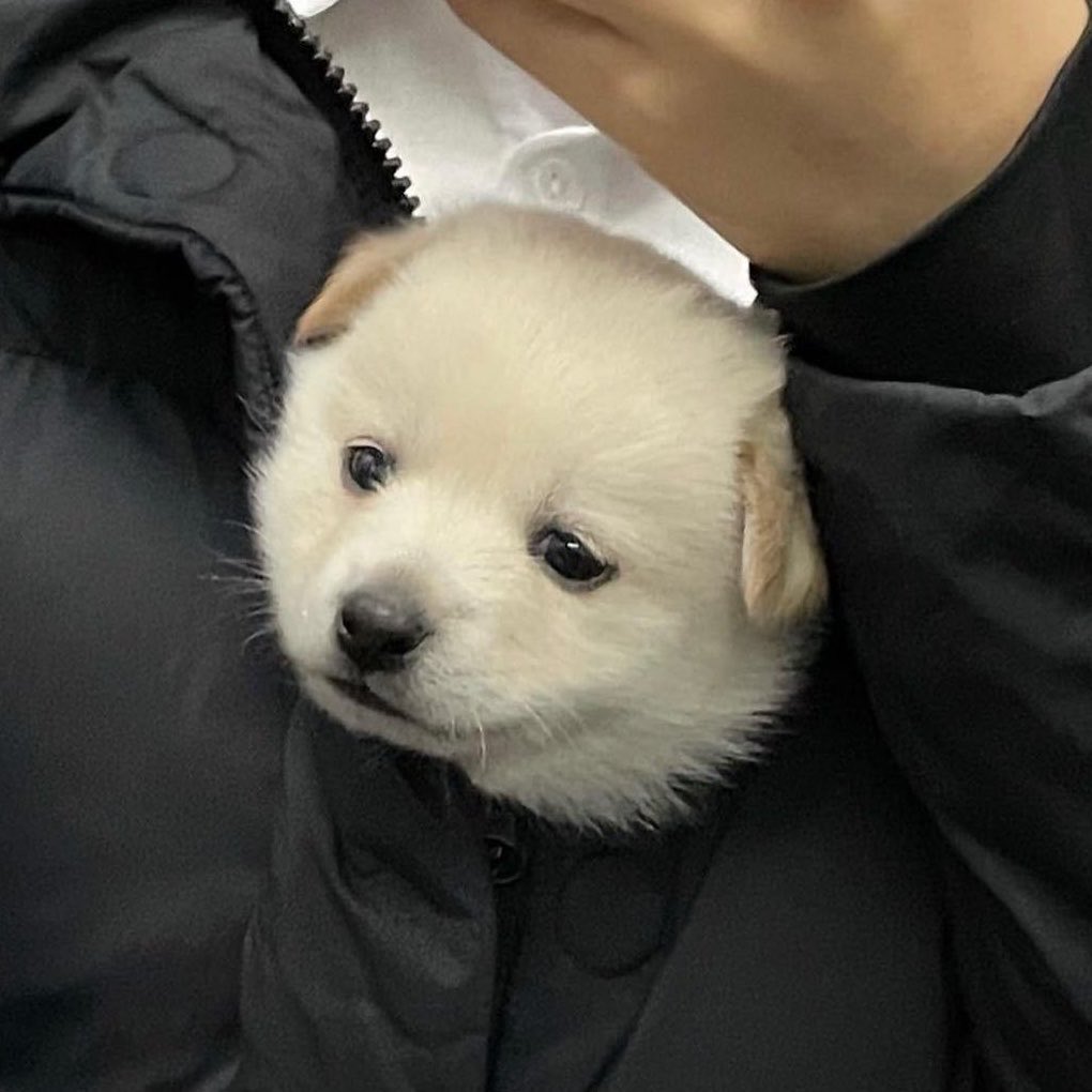 똥개 운학 tweet media