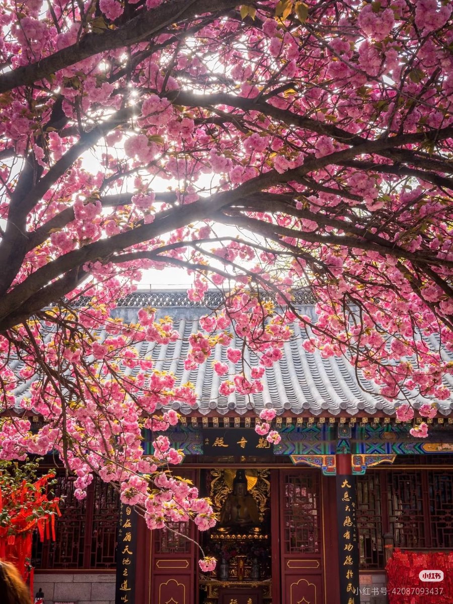 pi_qiu60746's tweet photo. 青岛的春天，是中山公园600米樱花大道给的浪漫🌸 https://t.co/2NAXHmJbYk