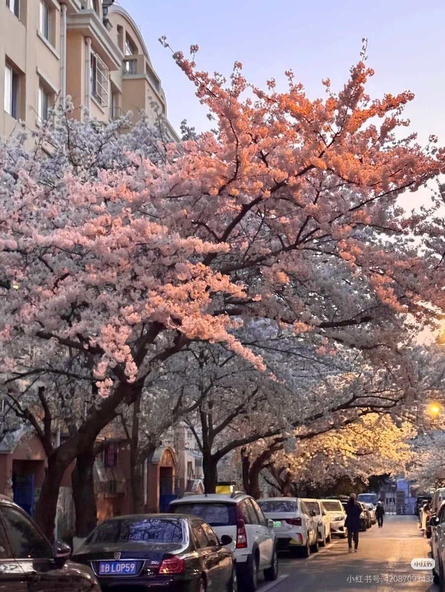 pi_qiu60746's tweet photo. 青岛的春天，是中山公园600米樱花大道给的浪漫🌸 https://t.co/2NAXHmJbYk
