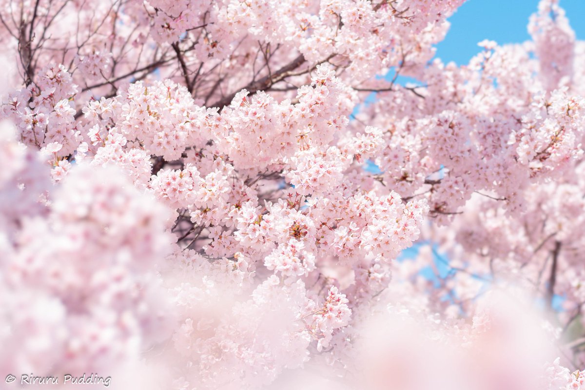 りるる tweet media