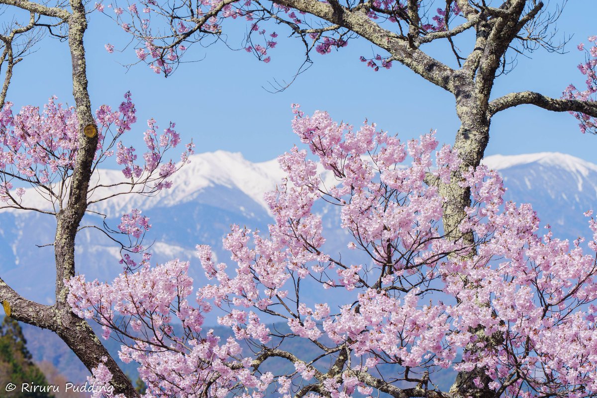 りるる tweet media