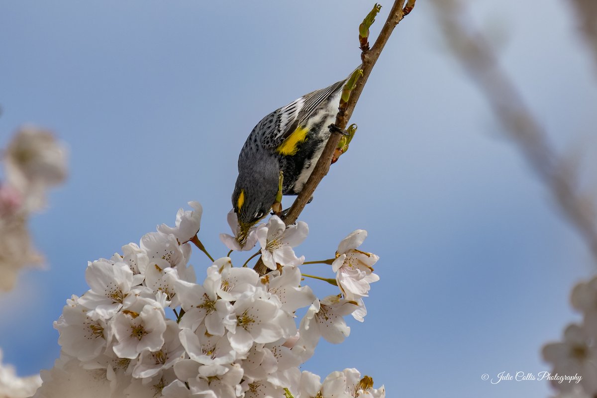 Julie Collis tweet media