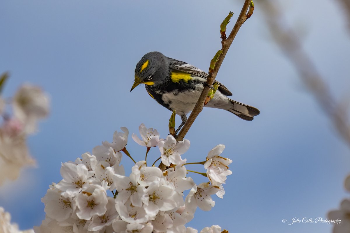 Julie Collis tweet media