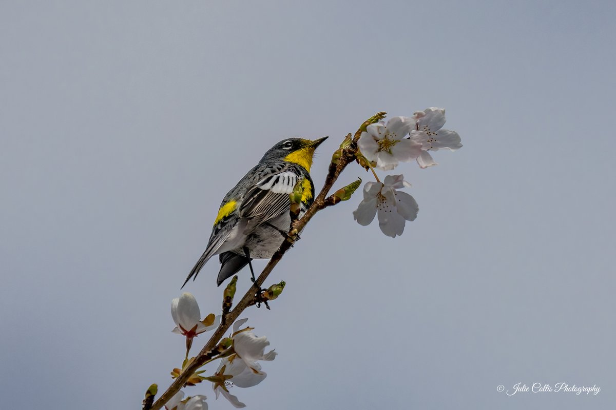 Julie Collis tweet media