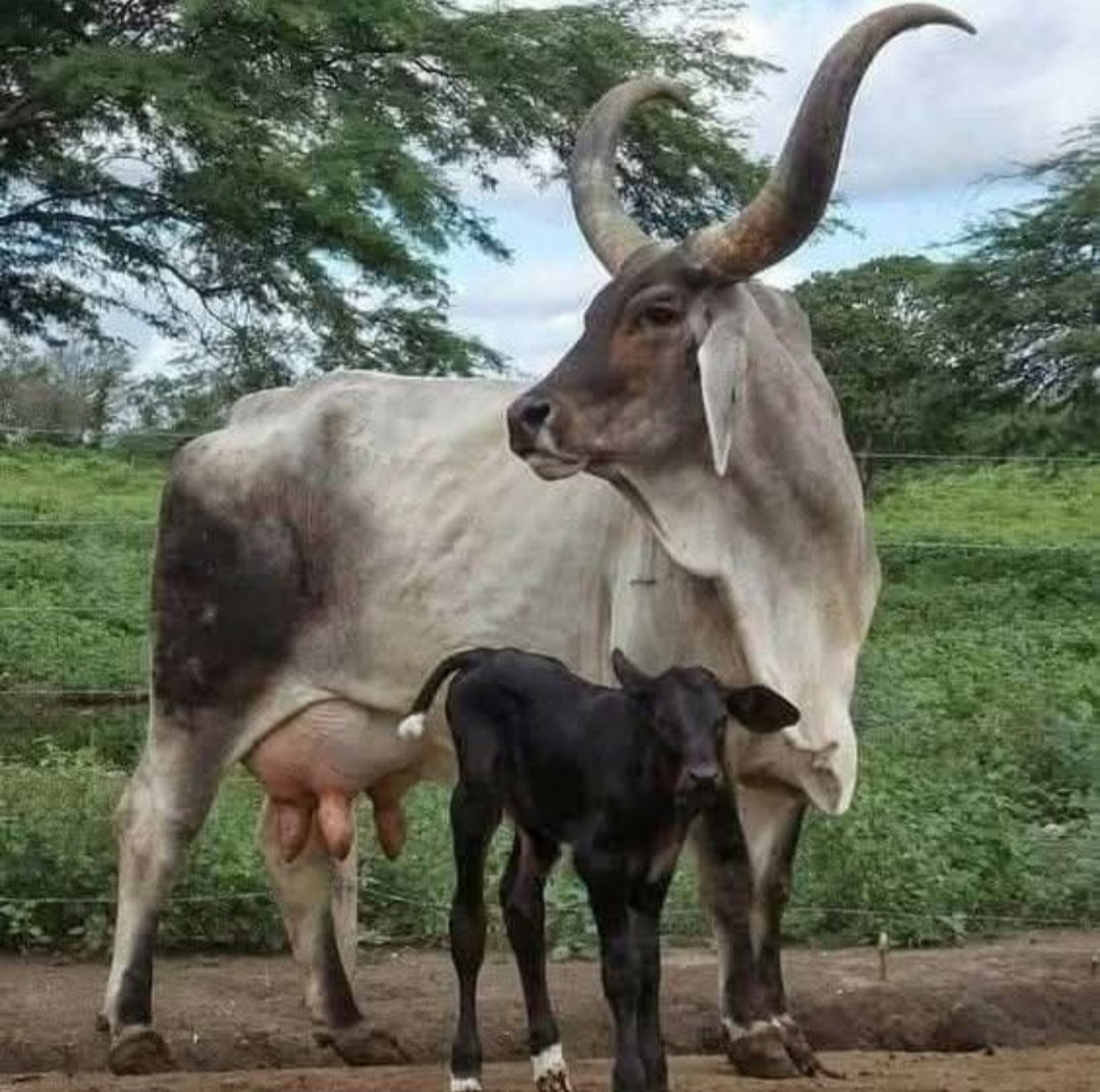 PL Becerril Pasión Ganadera tweet media