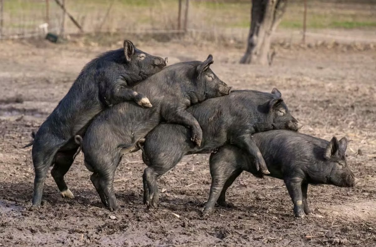 Stan Horowitz 👊🏻🇫🇷🖕🏻🇮🇱🤬🇺🇸🪖 tweet media