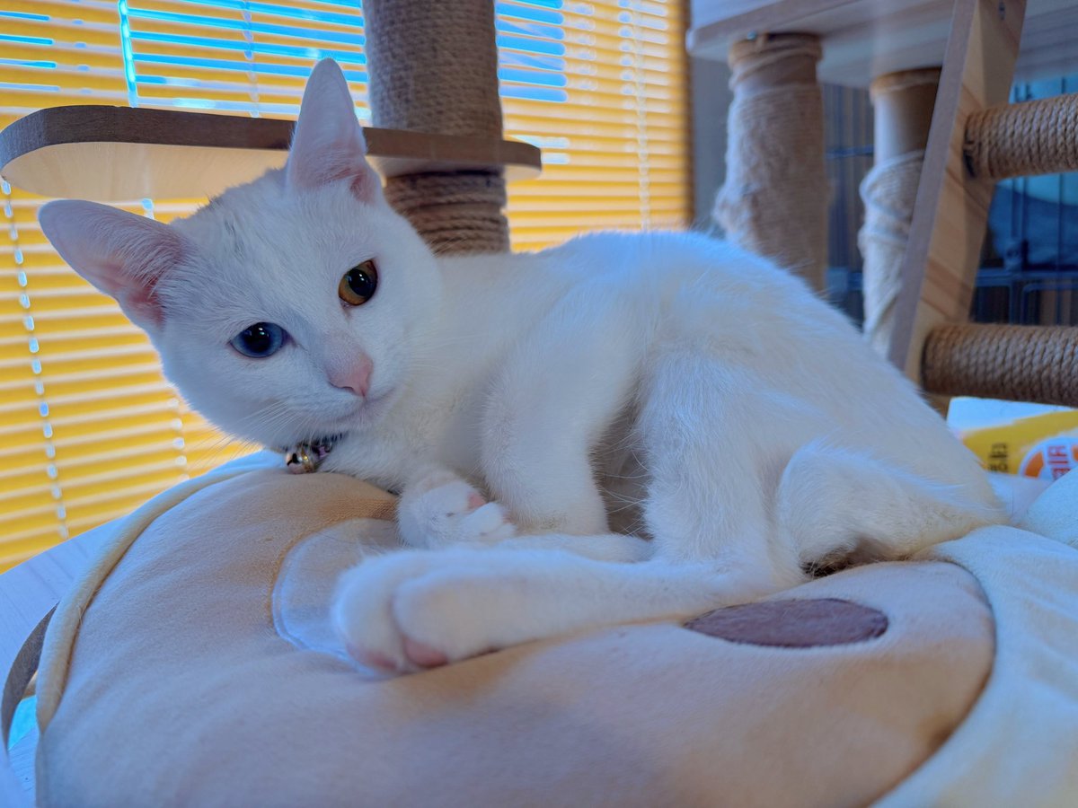 Kamui_310 tweet media