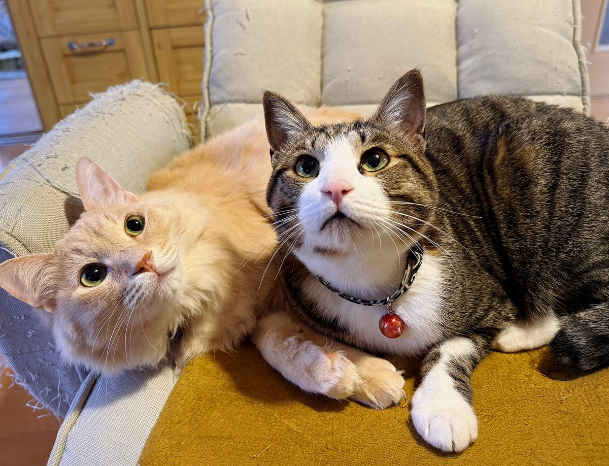 Kamui_310 tweet media