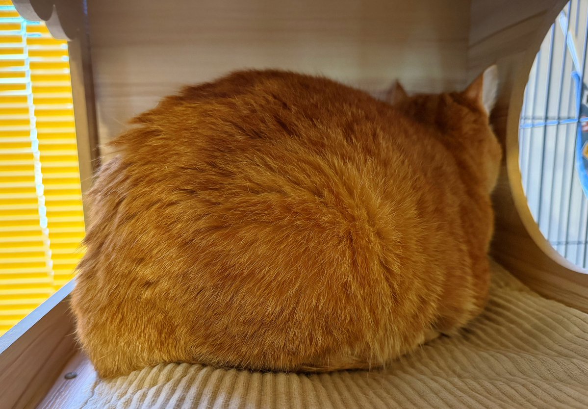 Kamui_310 tweet media