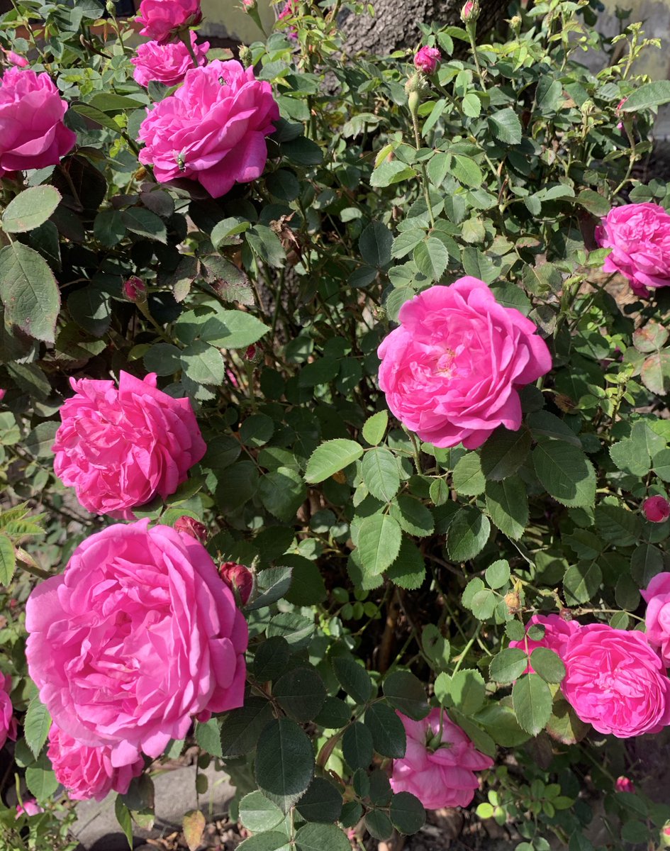 Me agrada el clima londinense actual; ya no tengo que regar mis plantas ni el jardín y andan floreando a todo lo que da con la maldita primavera.