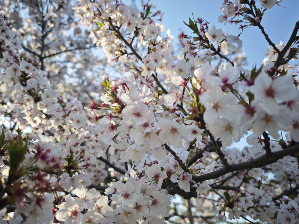 温泉小僧(온천애송이) tweet media