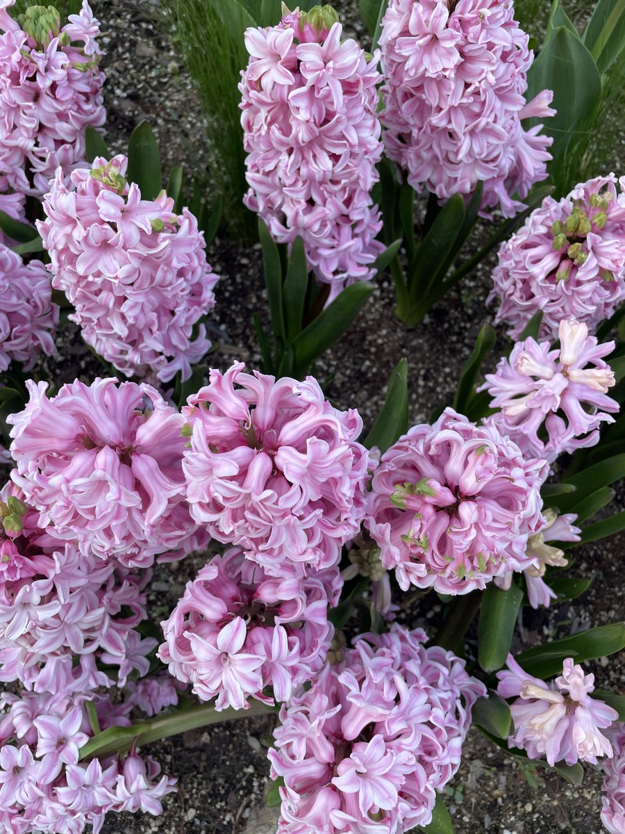 ʕ ˙Ⱉ˙⠕ʔ ティーン 🥨 tweet media