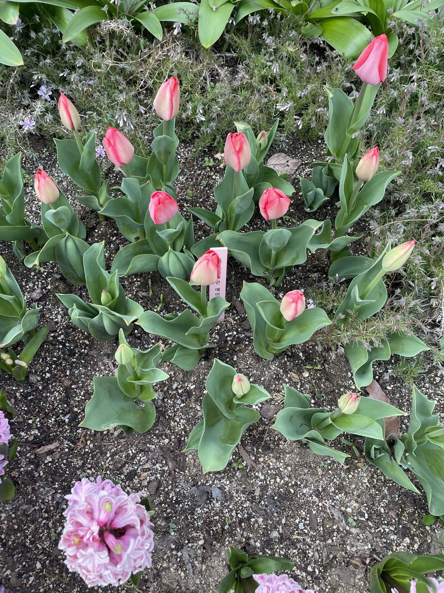 ʕ ˙Ⱉ˙⠕ʔ ティーン 🥨 tweet media