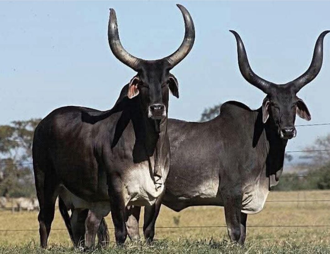 PL Becerril Pasión Ganadera tweet media