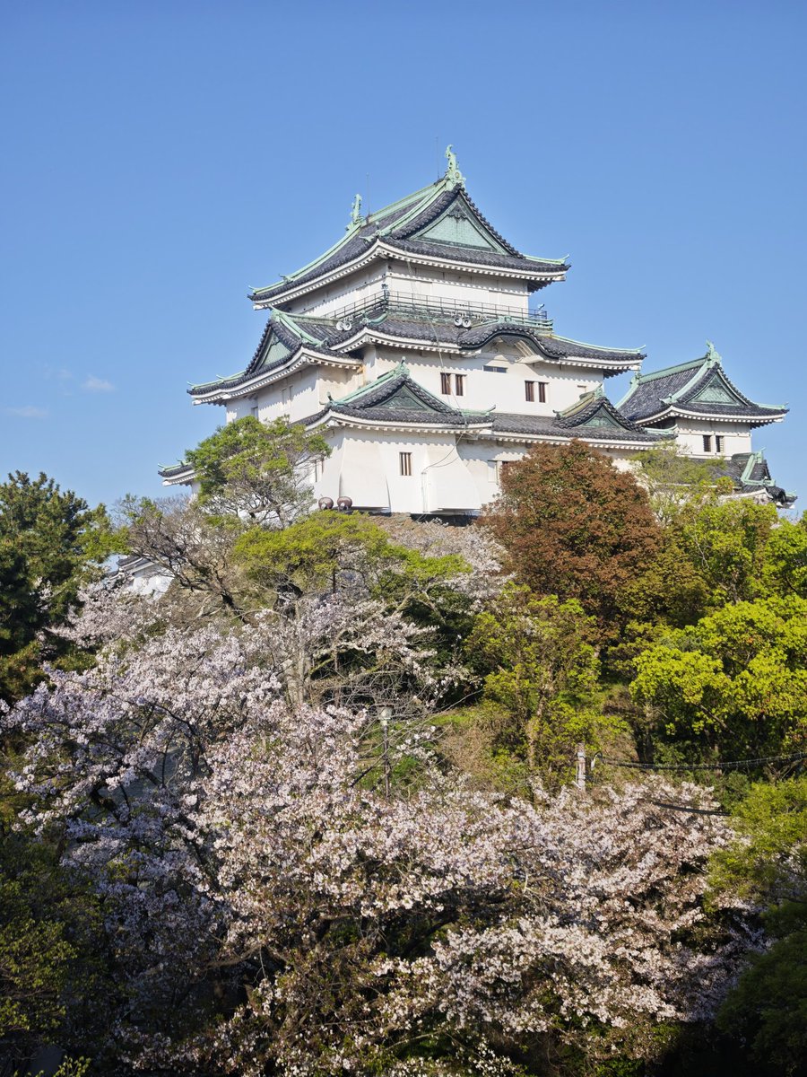 温泉小僧(온천애송이) tweet media