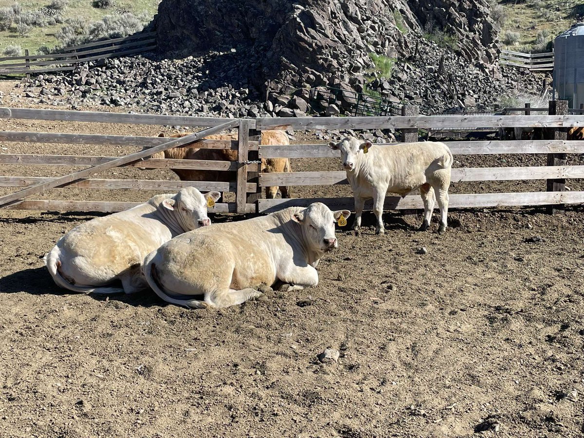 DeBruycker Charolais tweet media