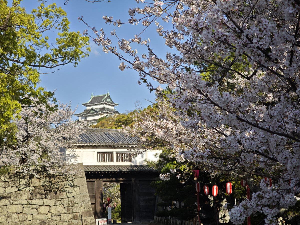 温泉小僧(온천애송이) tweet media