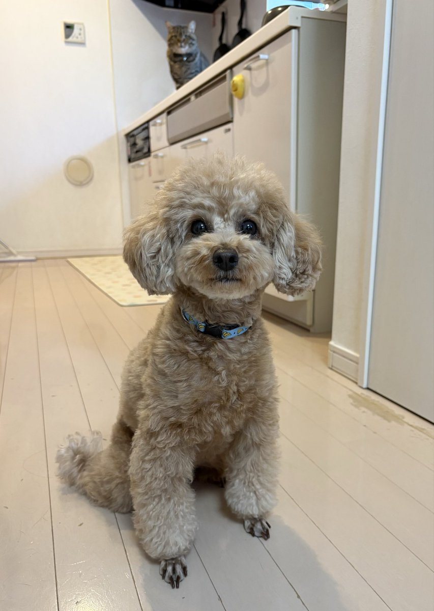 シャコにゃん&とろろ tweet media