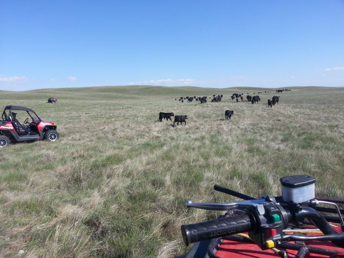 SaskPCAP's tweet photo. PCAP has resources available for landowners and land managers.   We have fact sheets on many species at risk!
https://t.co/HLw4OwijBM
#pcapprairie #saskparks #grasslands #exploresask #yqr #yxe   #naturesask #keepsaskwild #agmorethanever #grasslandsnationalpark #IYRP   #nature4all https://t.co/9y2vhbkQGq