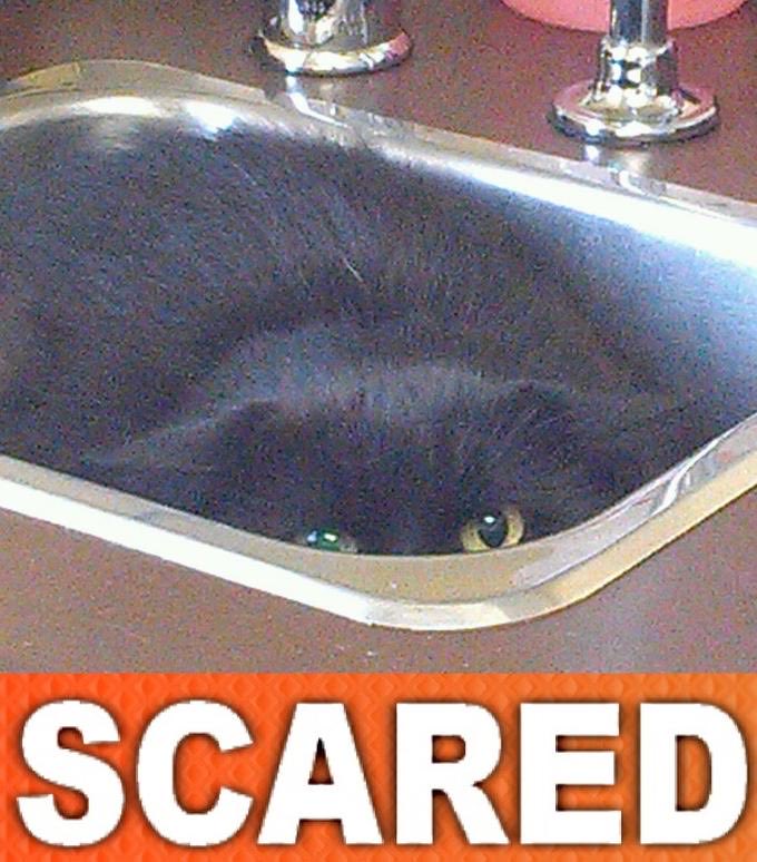 🐤Ally🐤 (@red_audrey) on Twitter photo 