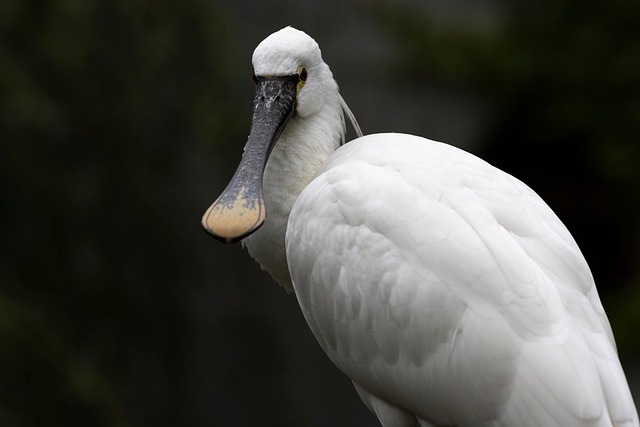 Evan Bootman tweet media