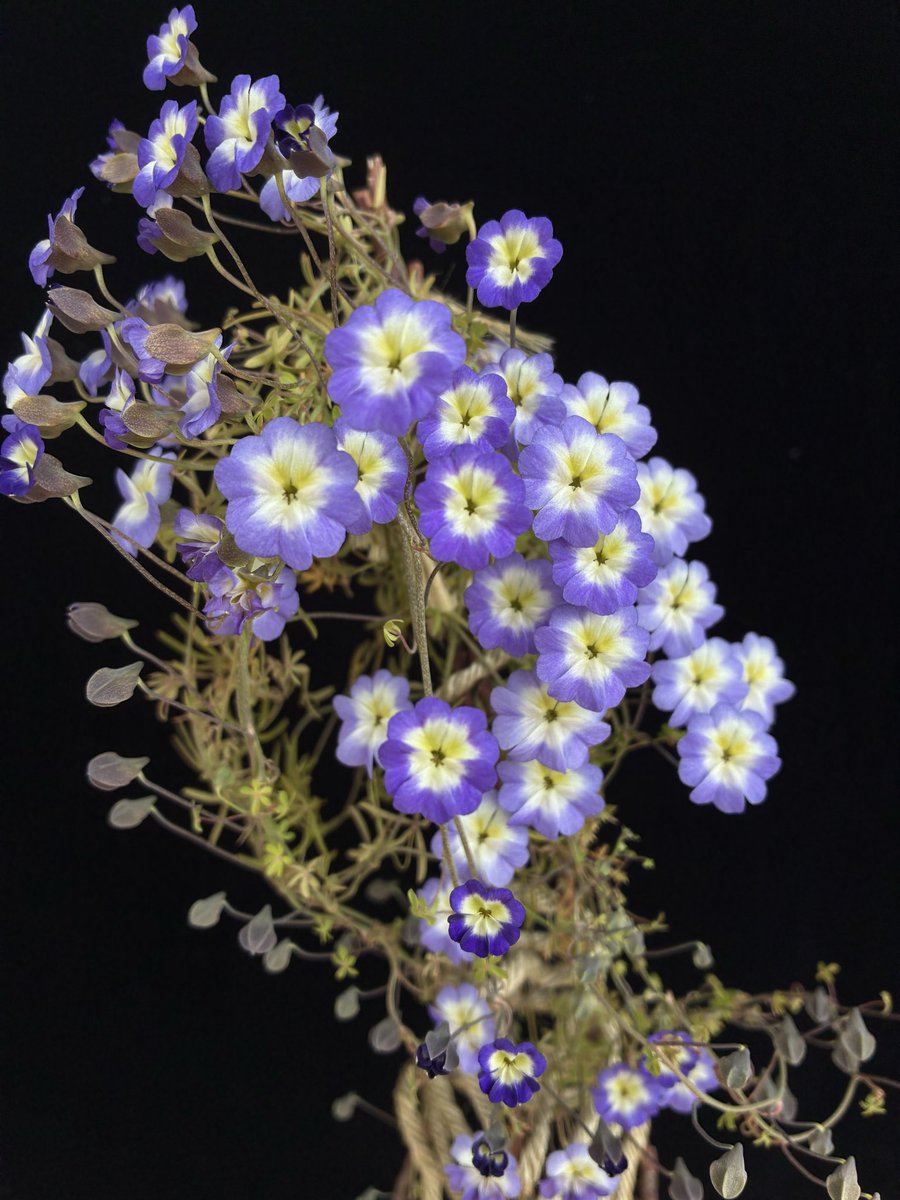 アズレウムも満開。
一度球根ができると毎年芽が吹いて咲いてくれます。寒いのも平気なようです。
受粉してるんだけど、なぜかあまり種が出来ない…

#Tropaeolum azureum

nyanyanyanyanko.com/plants/tropaeo…