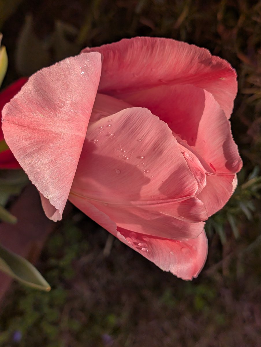 happa🌱 tweet media