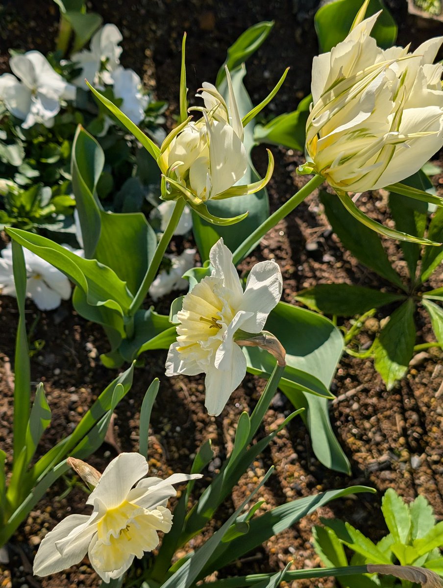 happa🌱 tweet media