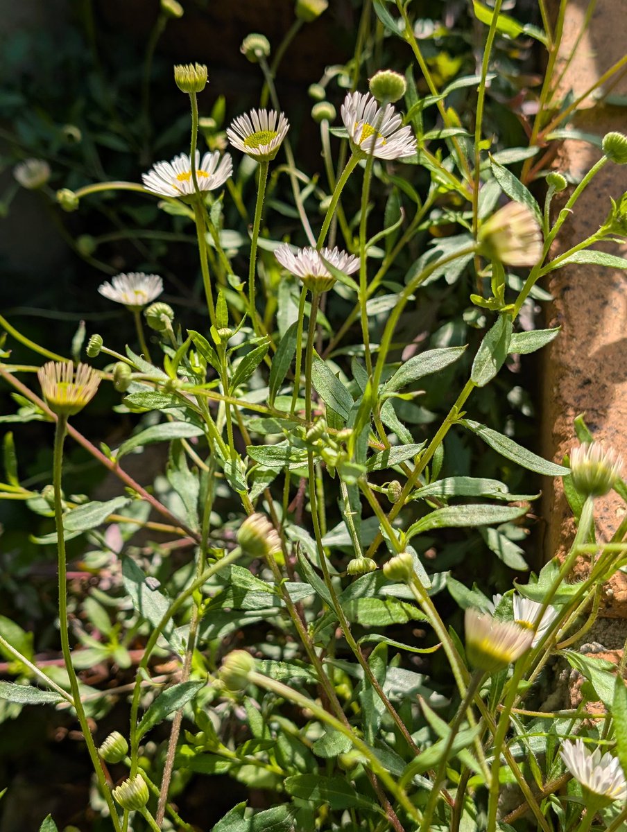 happa🌱 tweet media