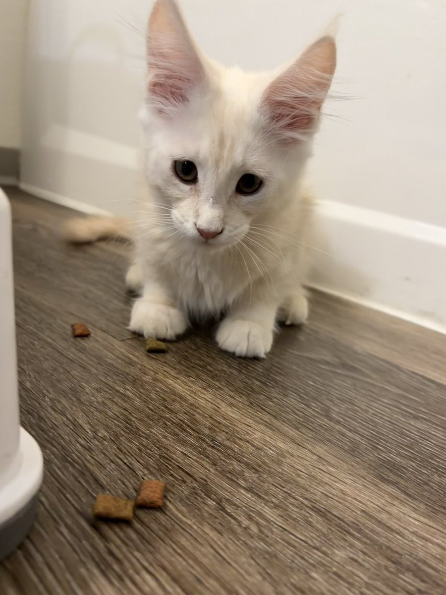 briaananax's tweet image. updating you guys on our maine coon Toast the left was a month ago when we first got him &amp;amp; the right i just took, come the 11th he’ll be 4 months, i can’t wait till he gets big 🤍