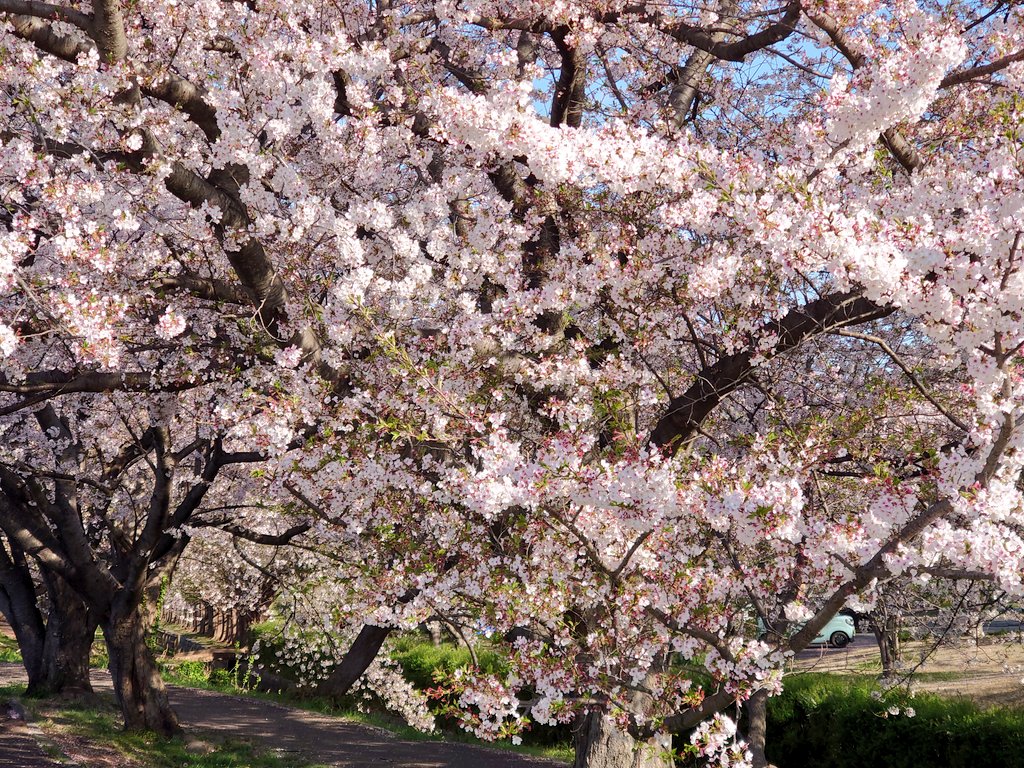 macn(まっくん)1975-F𝕏😎(with Taisei🐧) tweet media