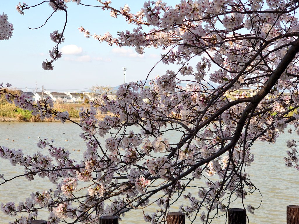 macn(まっくん)1975-F𝕏😎(with Taisei🐧) tweet media