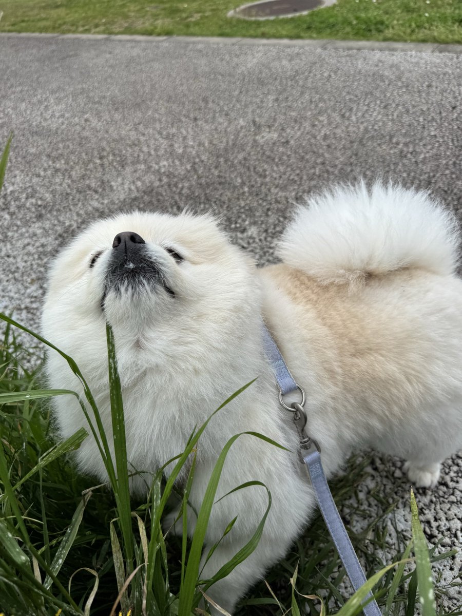 りん（ポメラニアン） tweet media