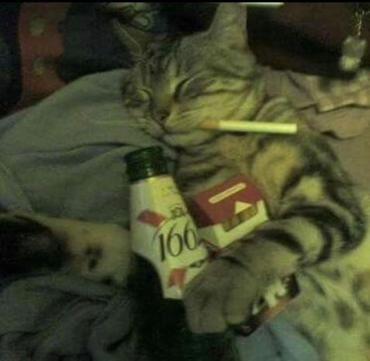 Carsen | FANBOX tweet media