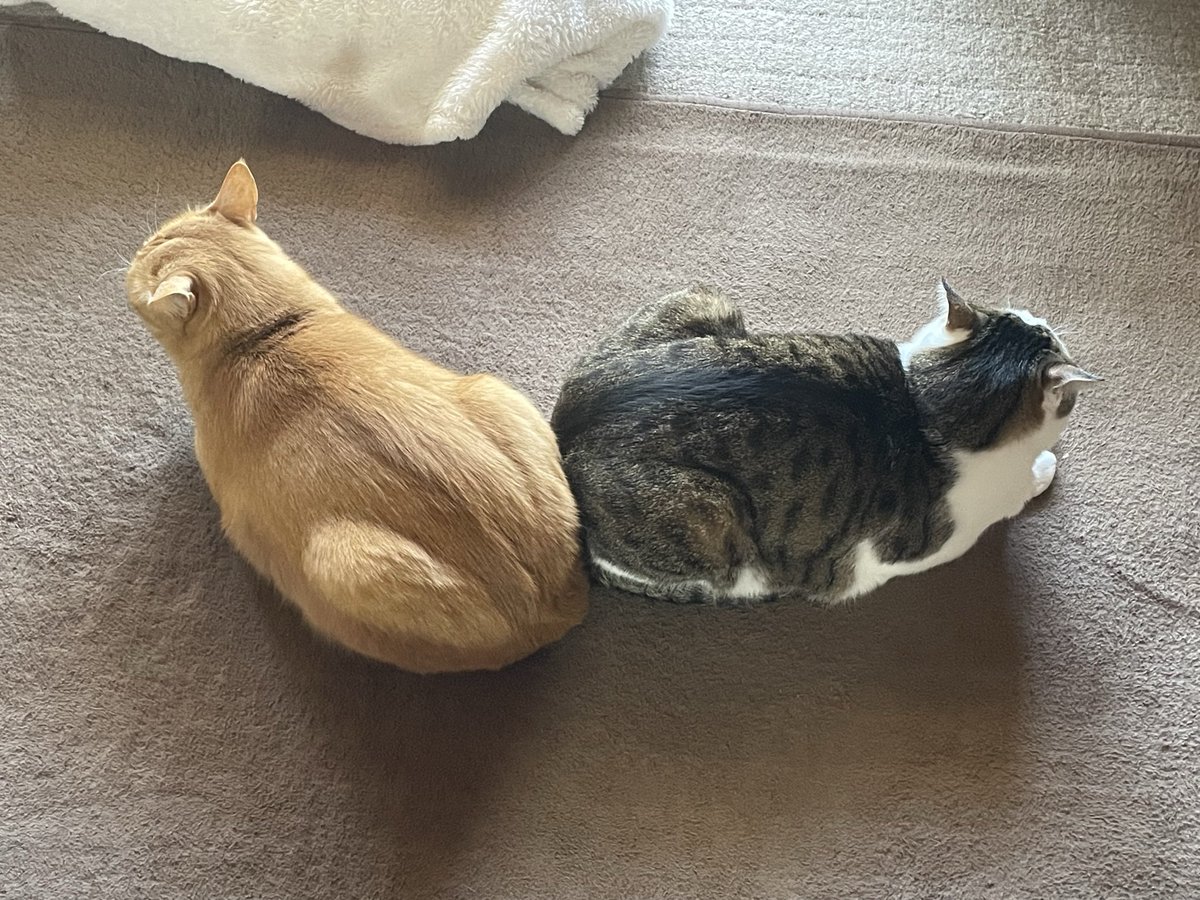 ＴＫ（たかこ）🐾🐾 tweet media