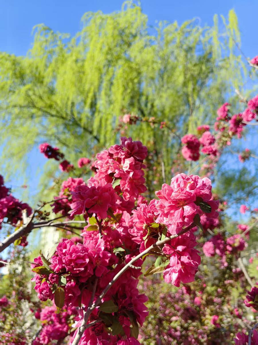 ChinaDaily's tweet image. April is when #Beijing truly shines. Locals flock to the city's #parks to soak up spring — where breezes send crabapple flowers drifting onto the lake, turning it into a "flower stream". Over the Qingming holiday, parks across Beijing welcomed 5.94 million visitors. Don't miss