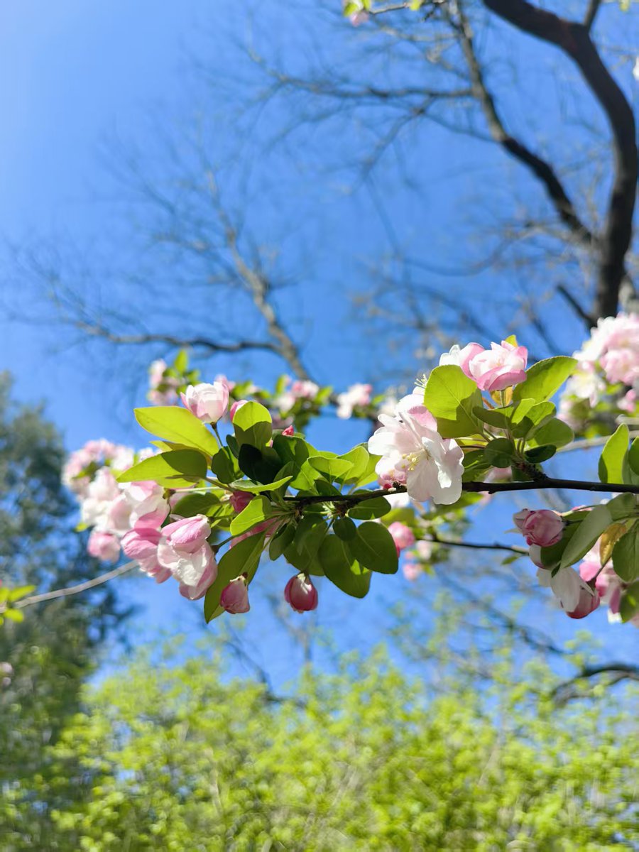 ChinaDaily's tweet image. April is when #Beijing truly shines. Locals flock to the city's #parks to soak up spring — where breezes send crabapple flowers drifting onto the lake, turning it into a "flower stream". Over the Qingming holiday, parks across Beijing welcomed 5.94 million visitors. Don't miss