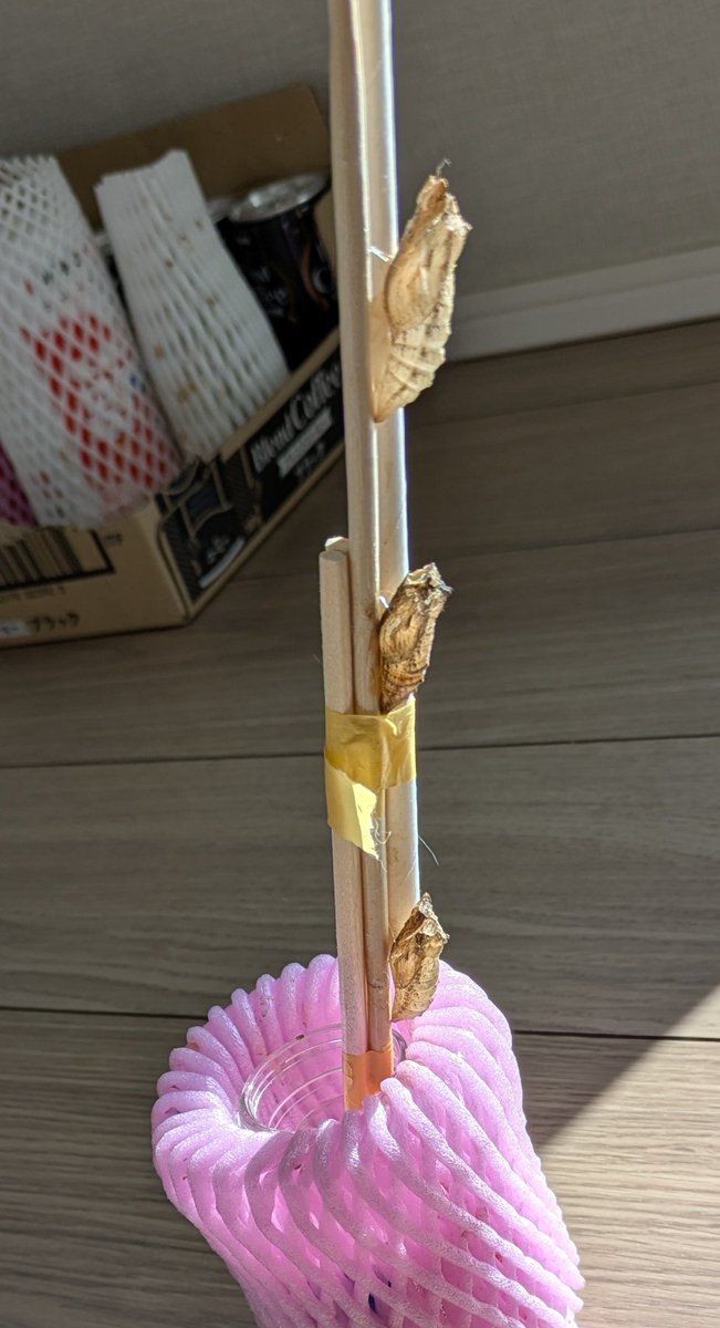 tantopontoshima tweet media