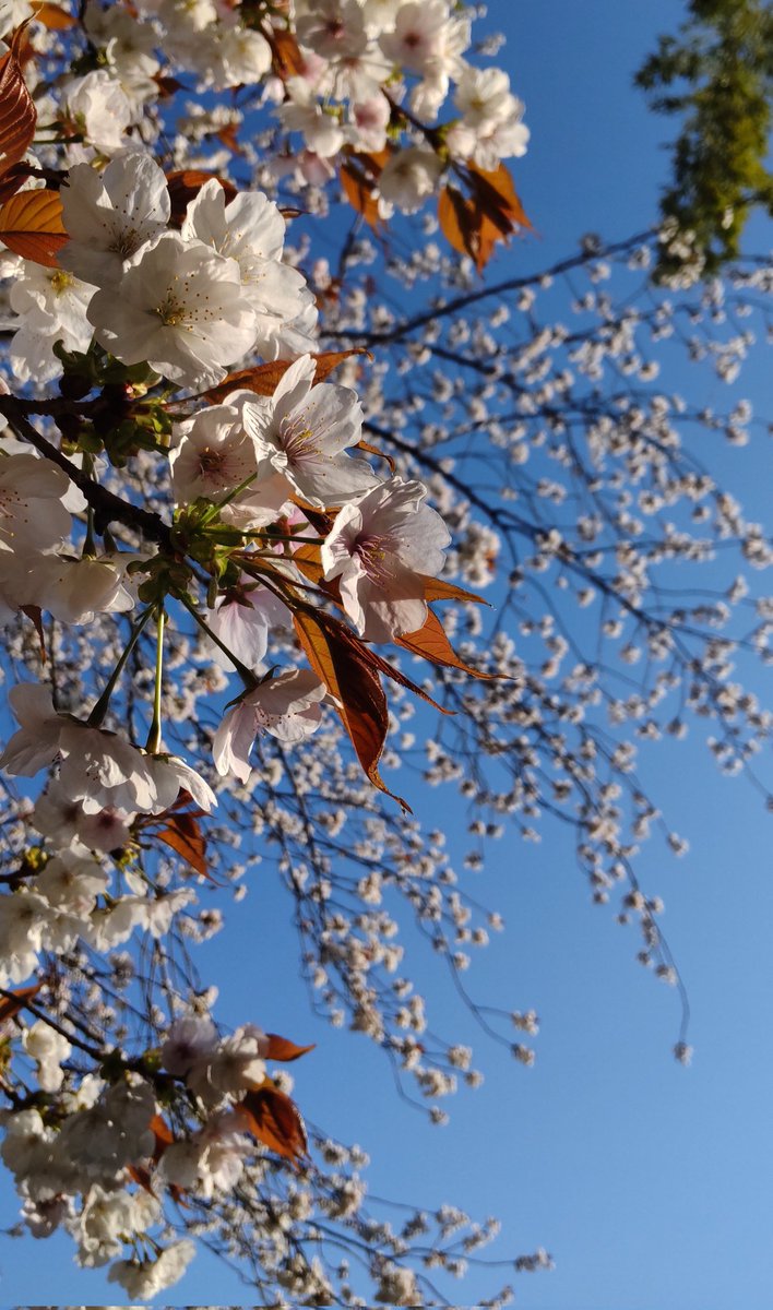 garden_wind's tweet photo. 朝散歩。気温は７度。
#散歩 #桜 #春 https://t.co/yOE9TMpIUF