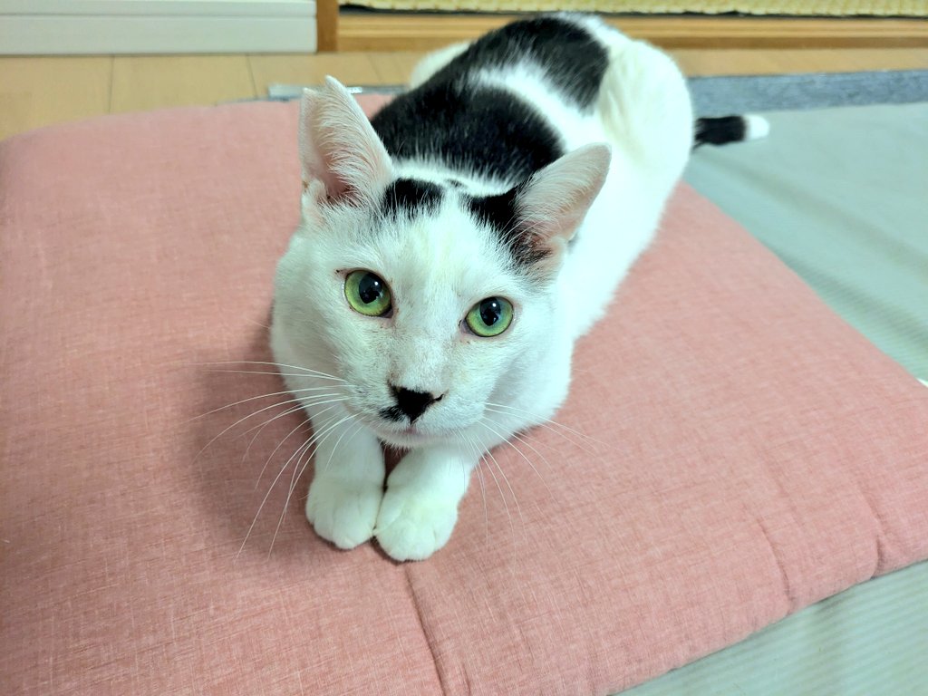 wingo0326's tweet photo. おはようございます
どらどら家の愛猫 部長🐱が鼻腔内リンパ腫のため昨日、天国に旅立ちました
早すぎるよ…
もっと早く気づいてあげれば…
悲しくて悔しくて…
心に大きな穴がぽっかりと空いてしまいました😭
大人しくて 人懐っこくて 頭の良いこでした
大好きだったよぶちょー
ありがとうねぶちょー https://t.co/cZJufxRHQ2