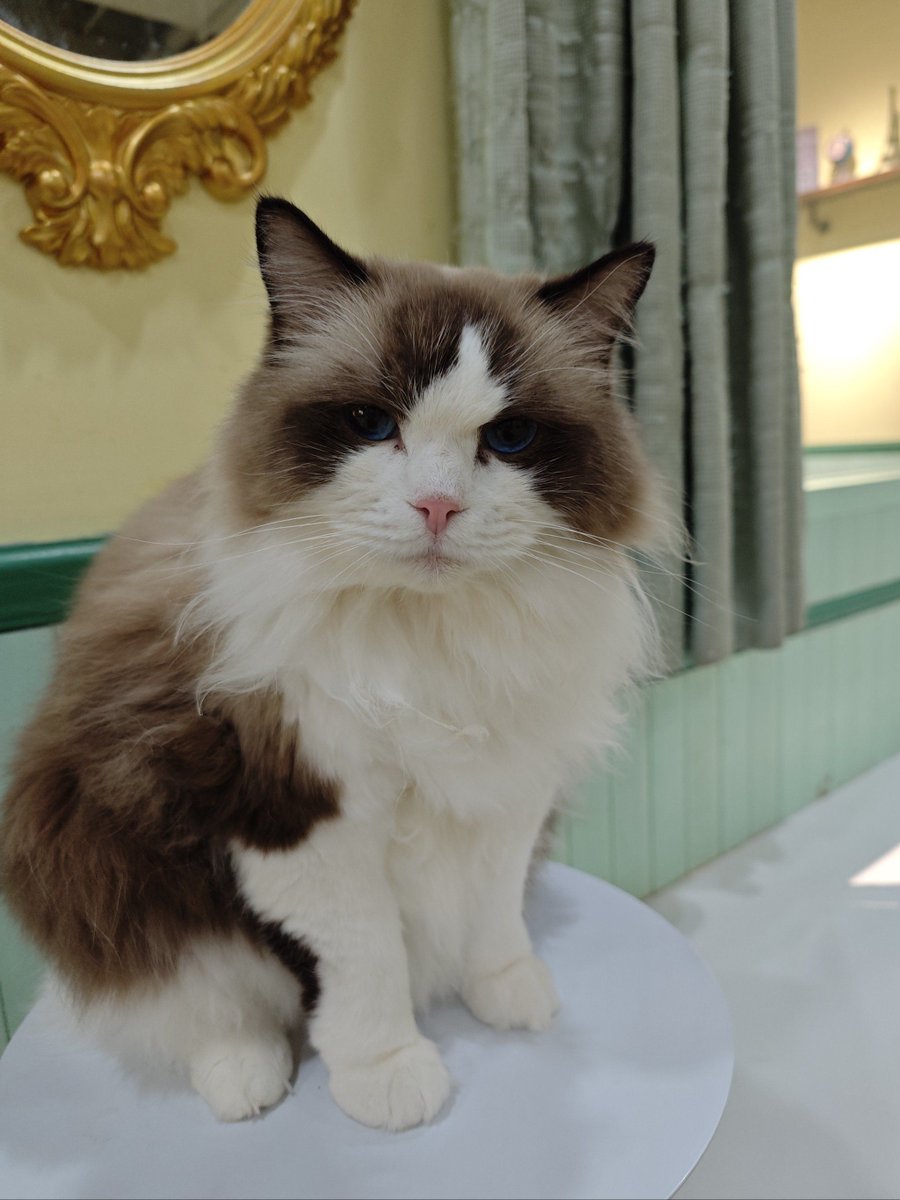 西岡健太 tweet media