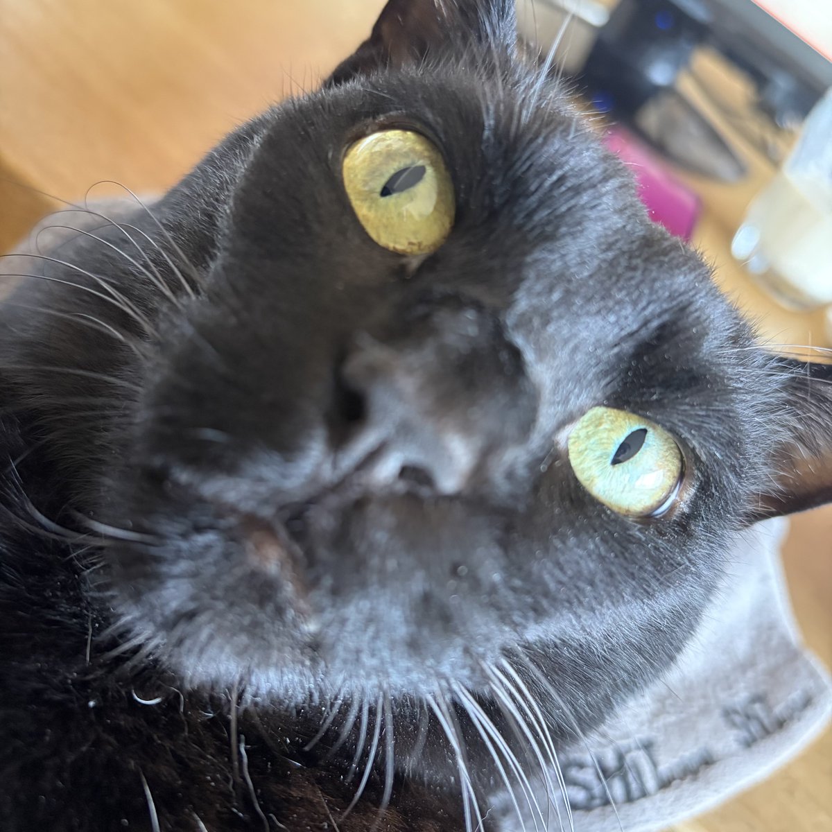 noco20260408

#ノコフォト #黒猫 #blackcat