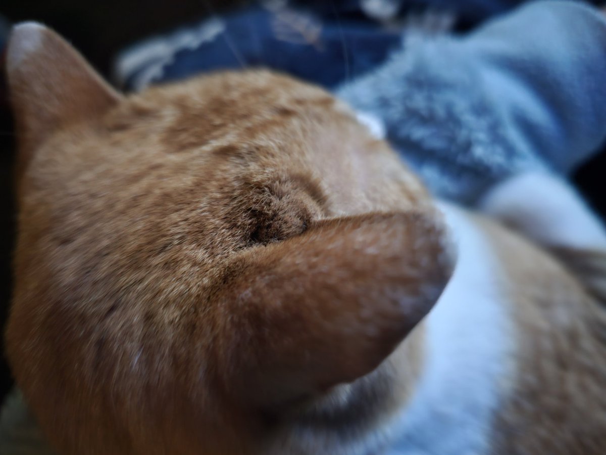 超絶セクシー青坊主 tweet media