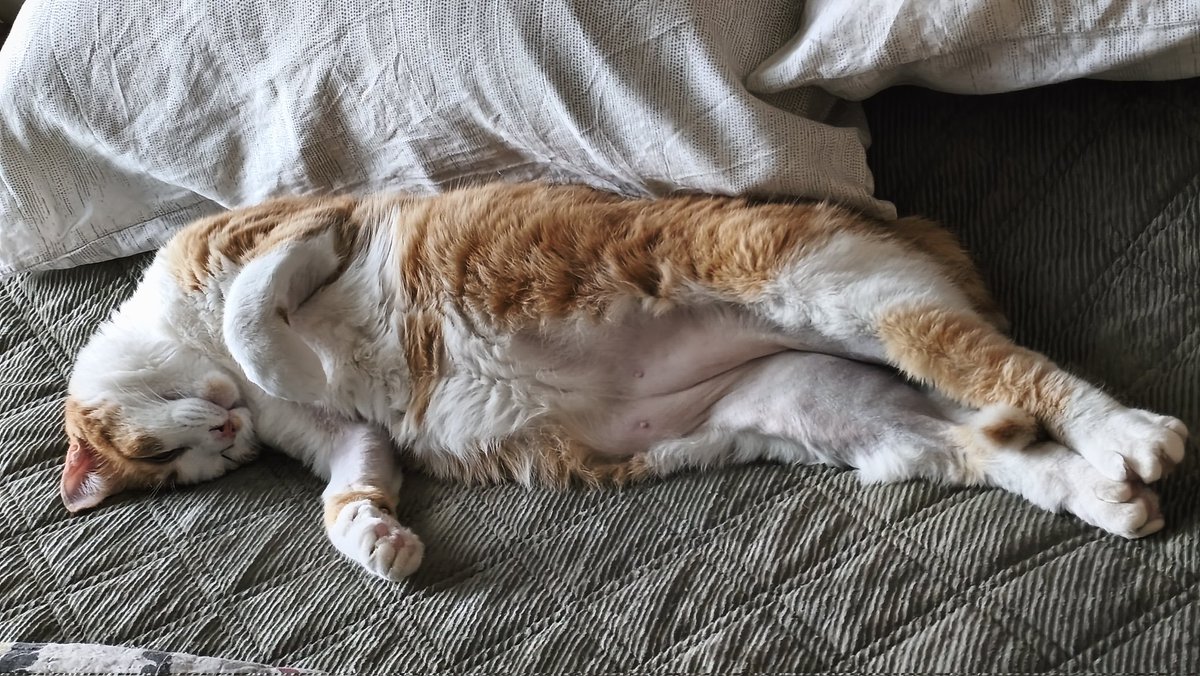 🌸 Kaori Loves Boba 🧋 tweet media